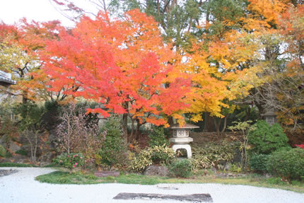紅葉の庭園